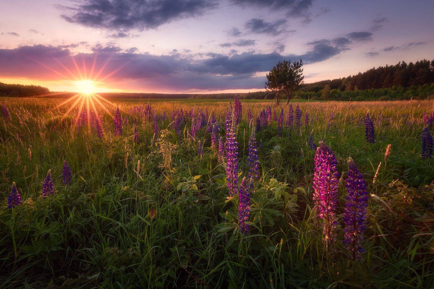 poland podlasie sky clouds woods flowers lupine sunset trees sunstar, Maciej Warchoł