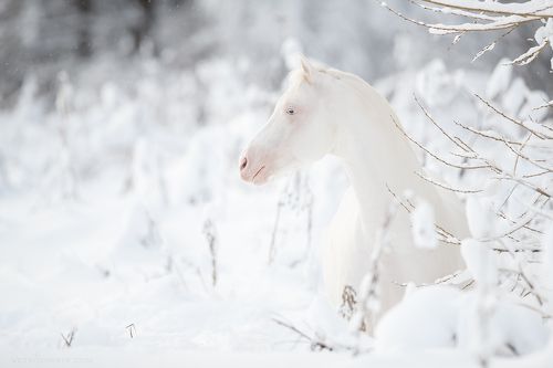 Ванильный пломбир