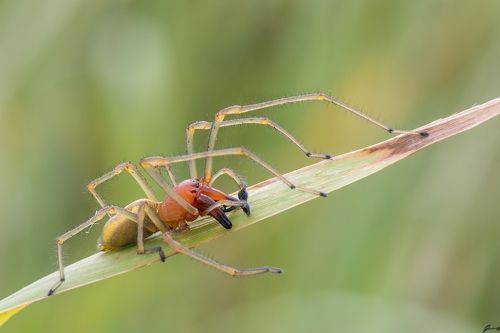 Cheiracanthium punctorium