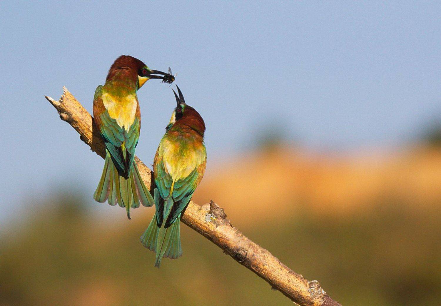 , Каранов Николай