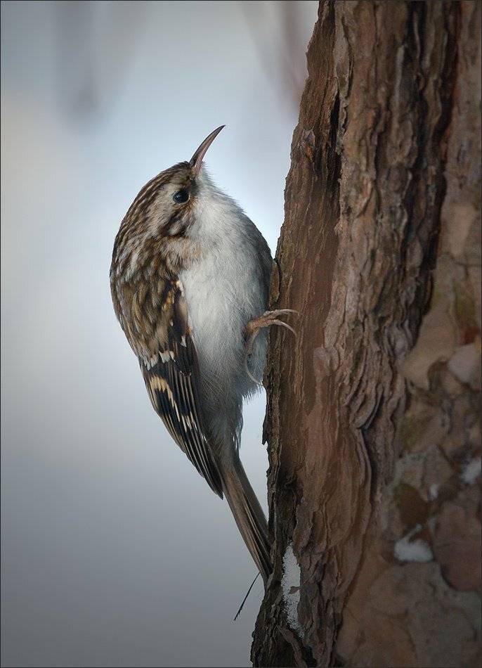 пищуха, Андрей Медведев