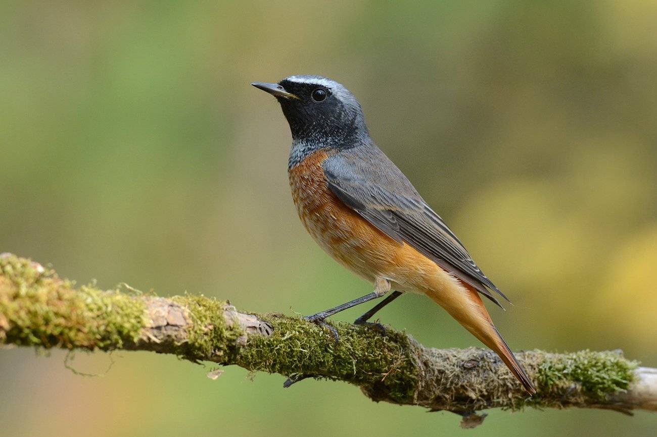 горихвостка,самец,птица,бор, Иван