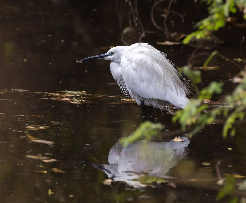 Птицы Индии. Морджим. фото превью