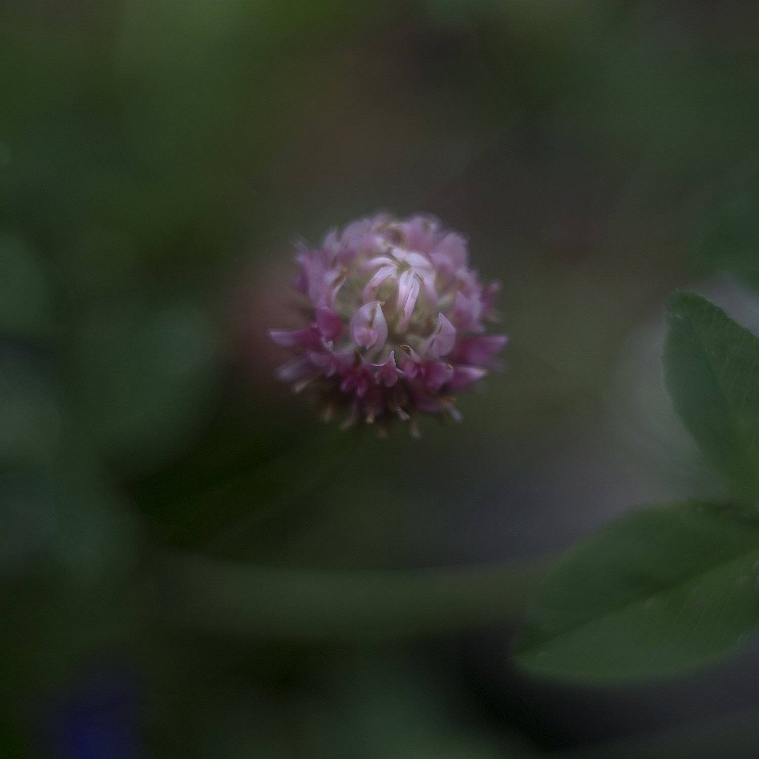 клевер, Козлов Пётр