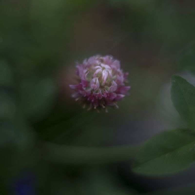 клевер *** фото превью