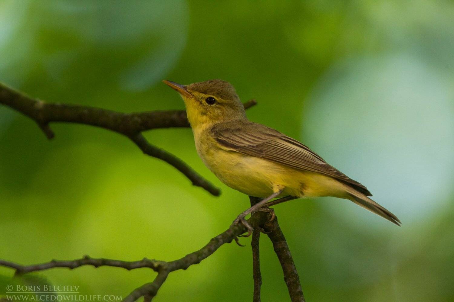 , Борис Белчев