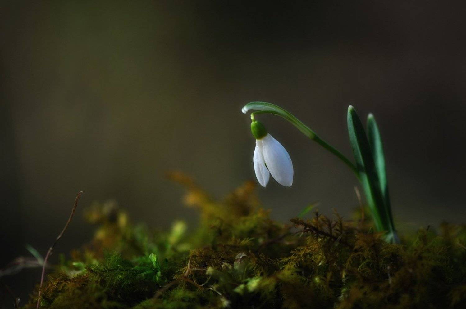 подснежник,первоцвет,галантус,макро,природа, Наталия
