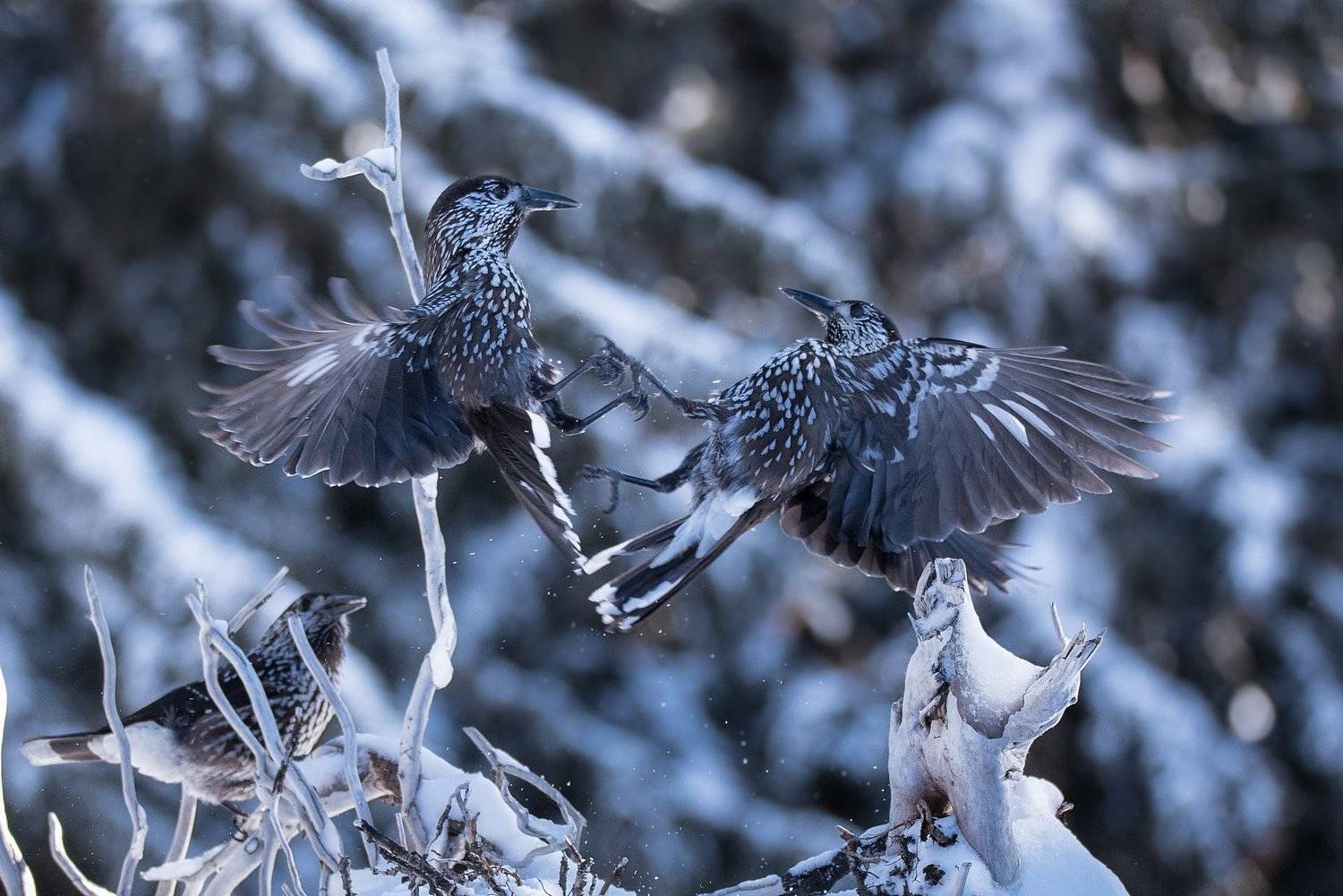 , Мартин Попов