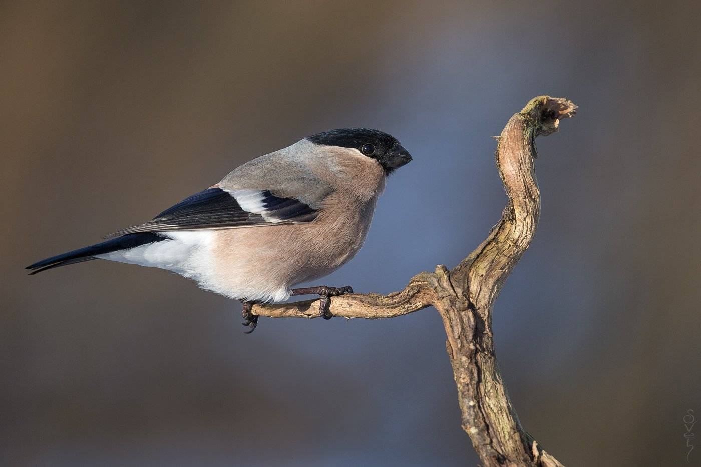 снегирь, леди, Байбекова Светлана