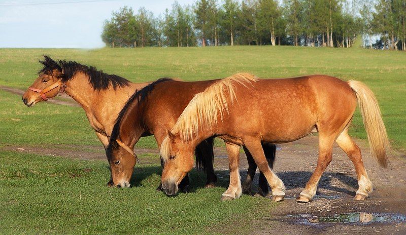 север,жеребёнок,лошадь,природа,деревня,краски,печора,коми, north,nature,village,paint,pechora,komi republic Деревенская жизнь фото превью