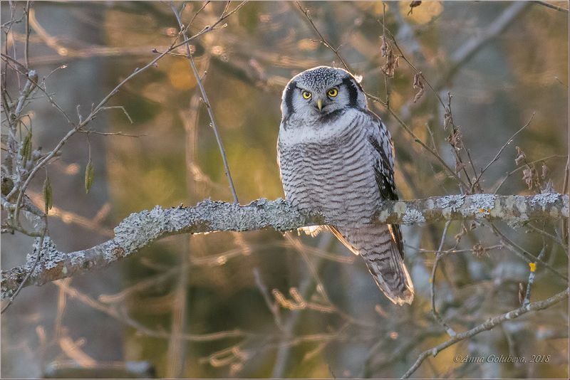 птицы, природа, surnia ulula, northern hawk owl, сова, ястребиная сова, зима, январь, 2018, подмосковье Ястребиная красавица фото превью