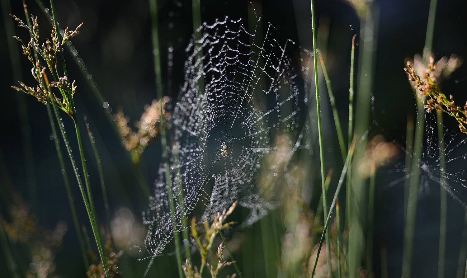 природа, макро, паутина, паук, капли дождя, Неля Рачкова