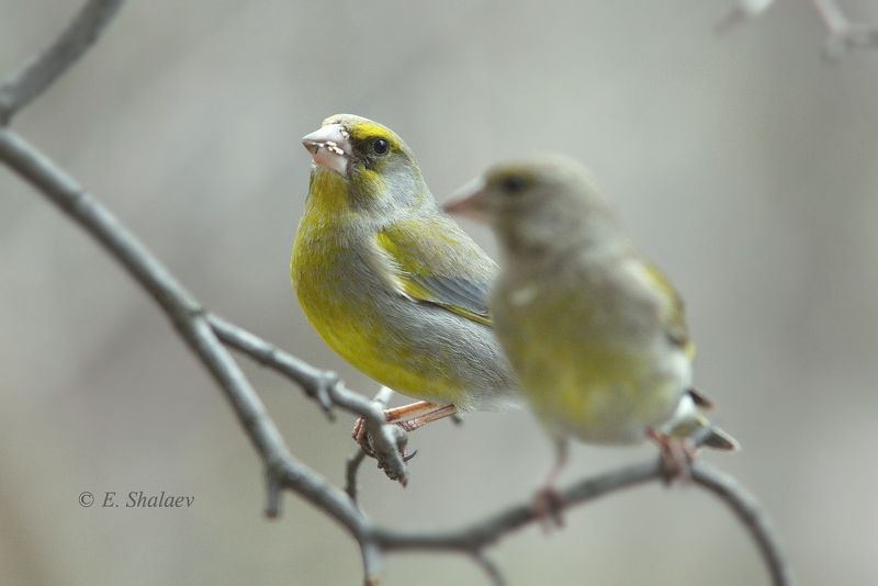 birds,carduelis chloris,european greenfinch,обыкновенная зеленушка,птица,птицы,фотоохота Он обернулся посмотреть.... фото превью