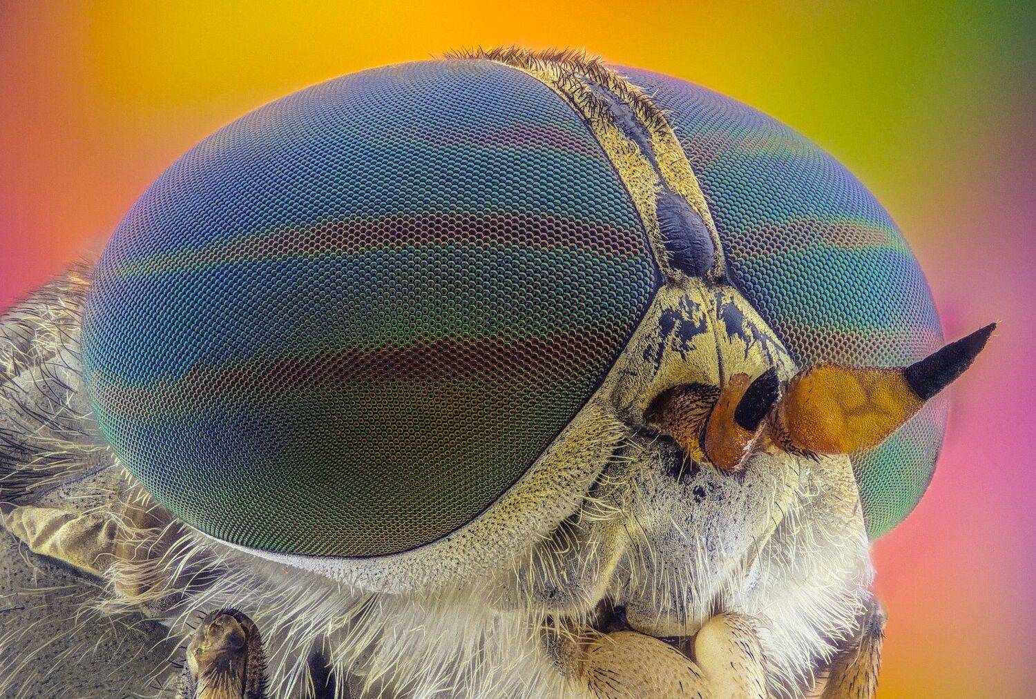 ceclii, macro, extrememacro, horsefly, Tsvetan Ganev