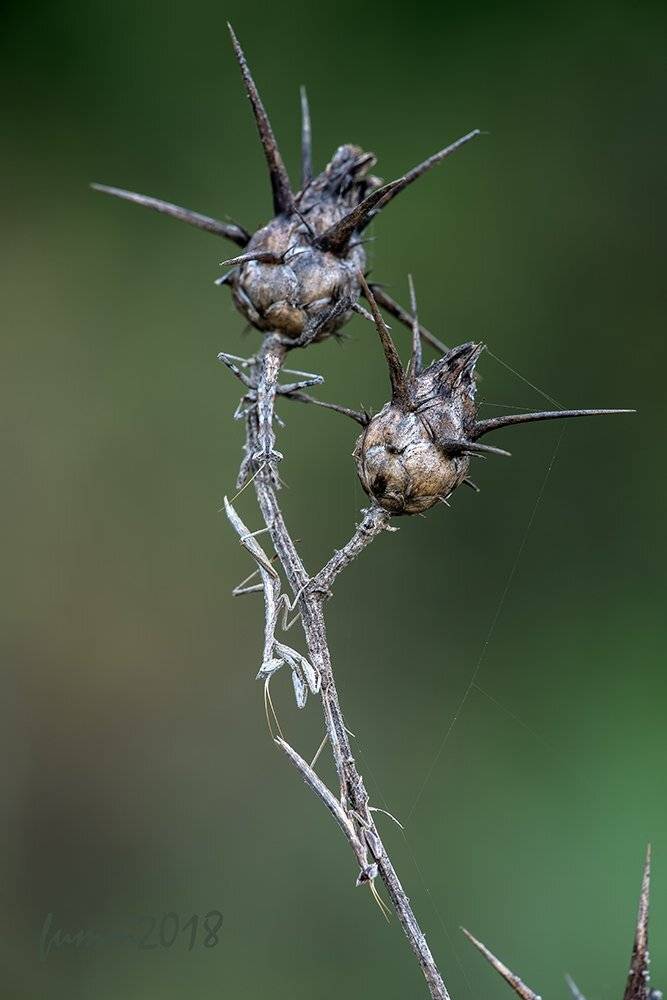 , Игорь ФУММ