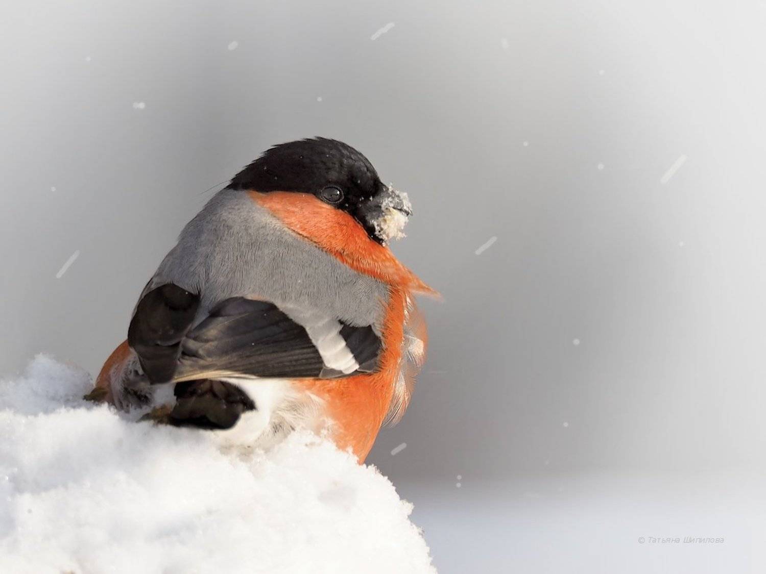 pyrrhula pyrrhula, зима, красота, мороз, московская область, обыкновенный снегирь, природа, птицы, птицы россии, снег, снегирь, фауна, февраль, Шипилова Татьяна