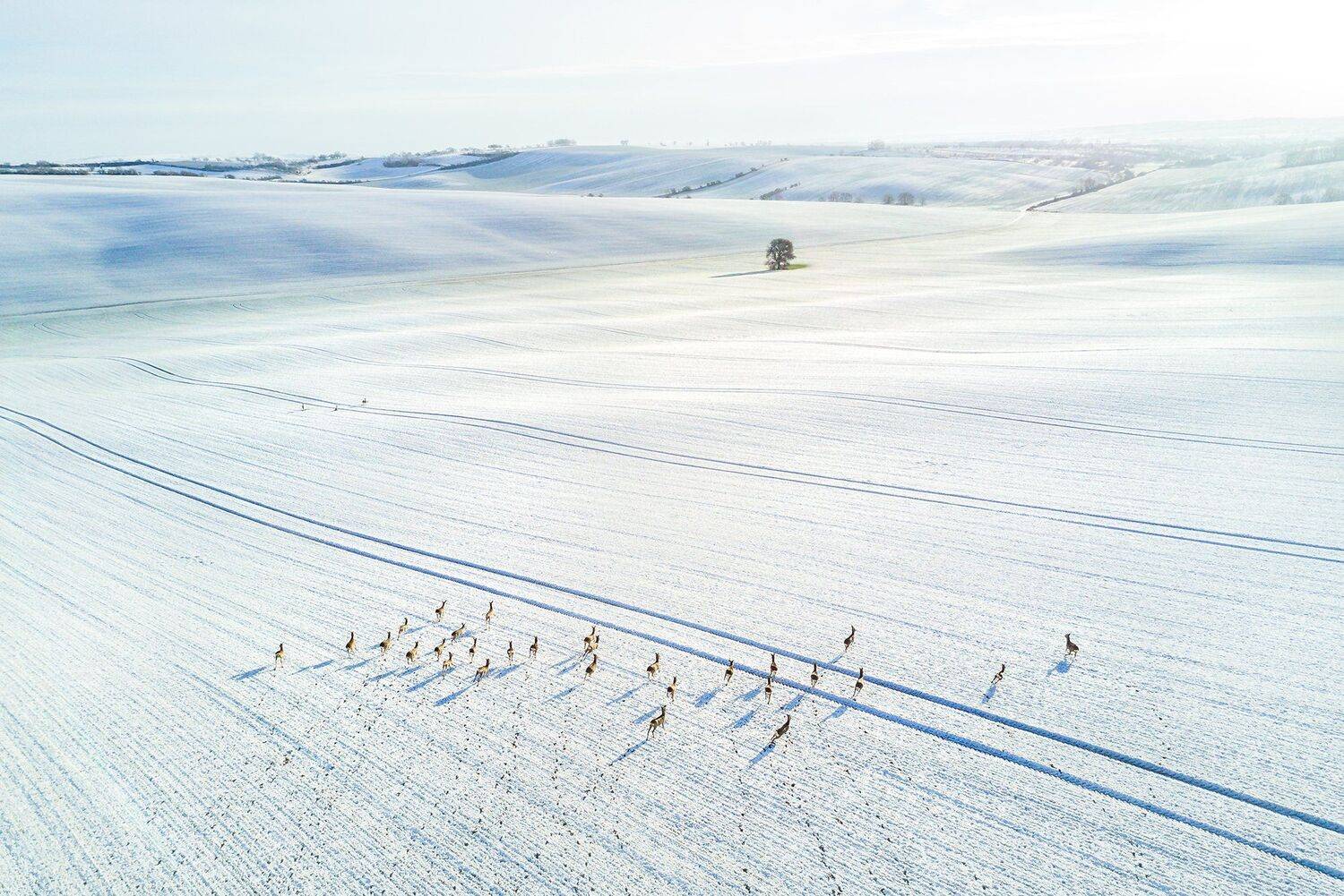 моравия, зима, пейзаж, квадрокоптер, дрон, aerial, drone, moravia, snow, winter, Василий Яковлев