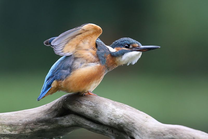 common kingfisher, alcedo atthis, зимородок, обыкновенный, голубой, zivju dzenītis, riga, latvia, От винта! фото превью