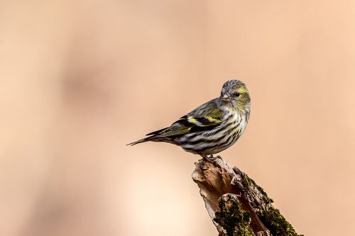 Елшова скатия (Carduelis spinus)