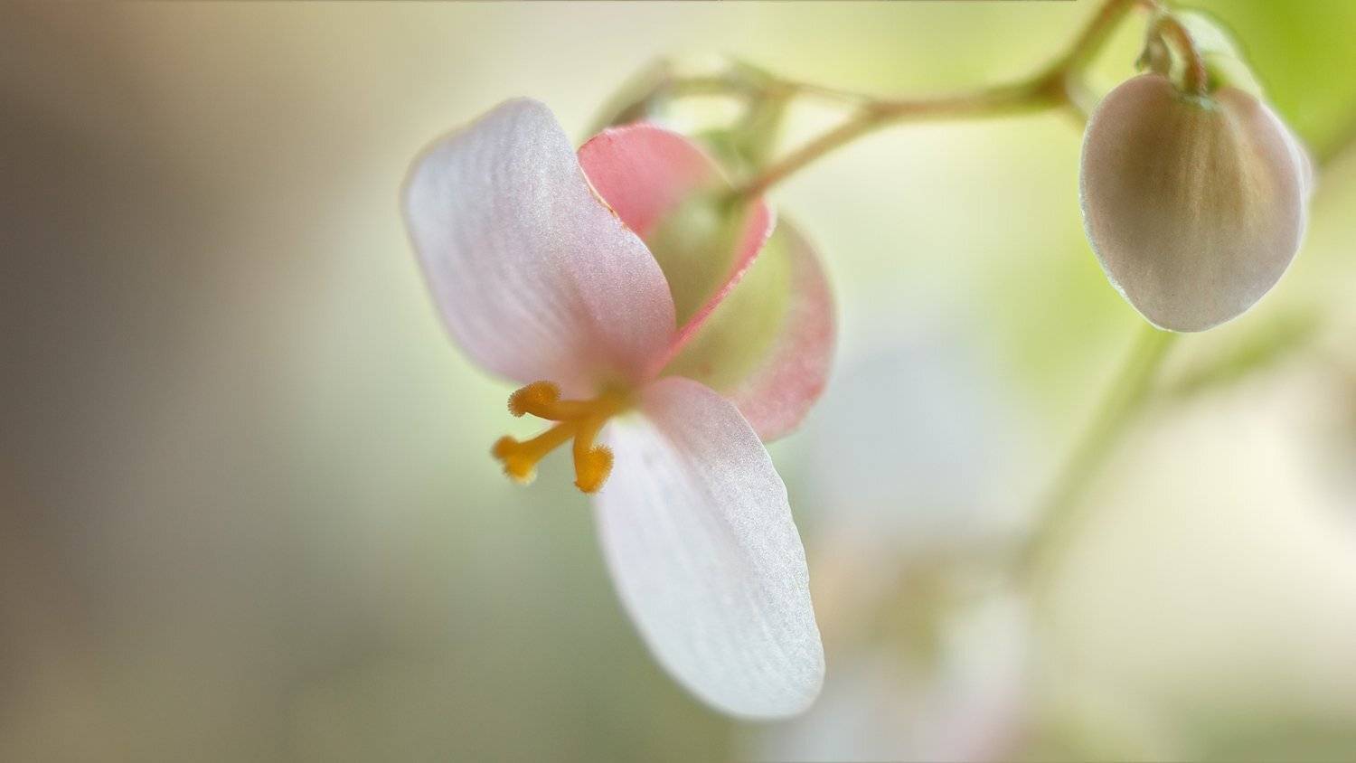 , Николай Андреев