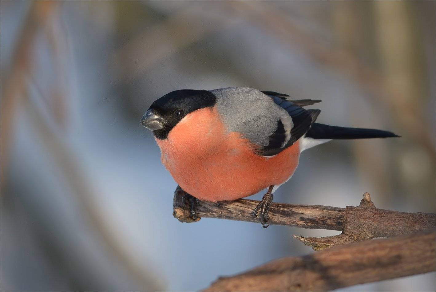 снегирь, Андрей Медведев