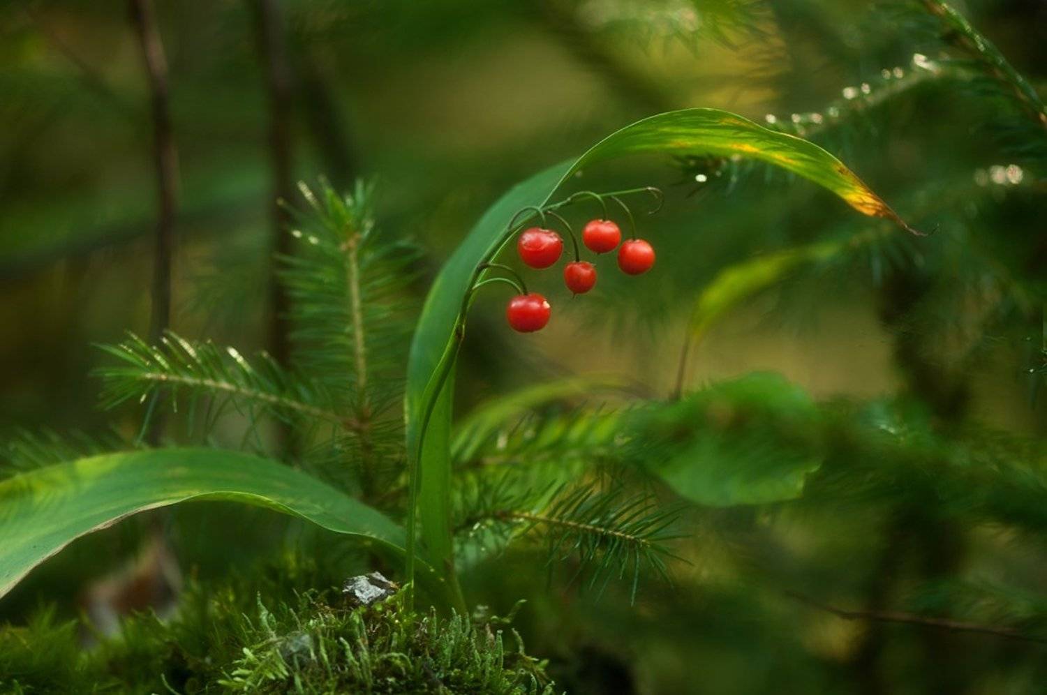 макро,лес,ландыш,природа, Наталия