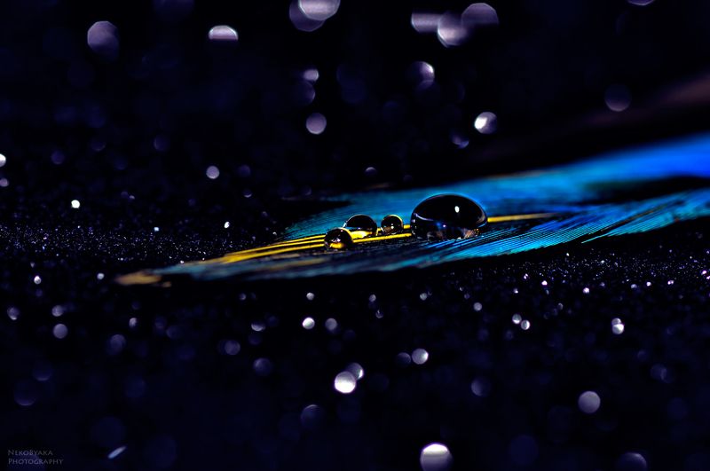 макро, перо, капли, боке,macro, drops,bokeh,feather немного космоса фото превью
