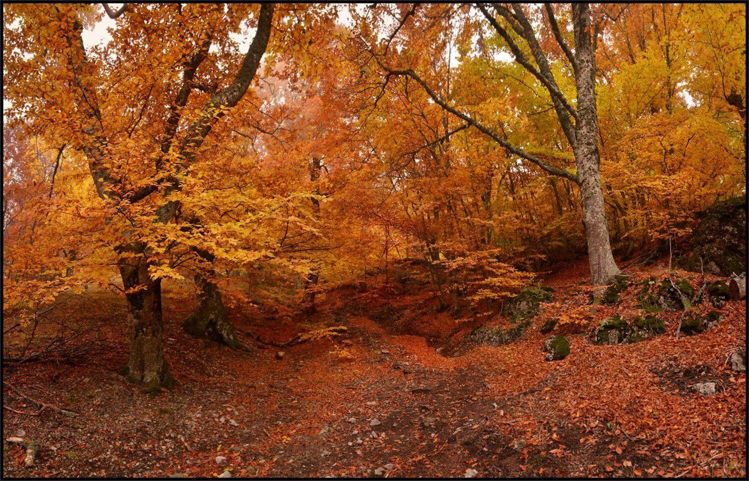 , Владимир Метцгер