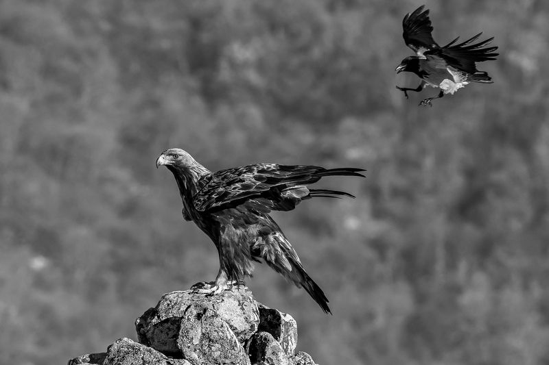 animal,bird,winter,wildlife,fight,snow,action,landscape,attack,fury,anger,portrait,mountain,rocks,nature орел /golden eagle/ фото превью