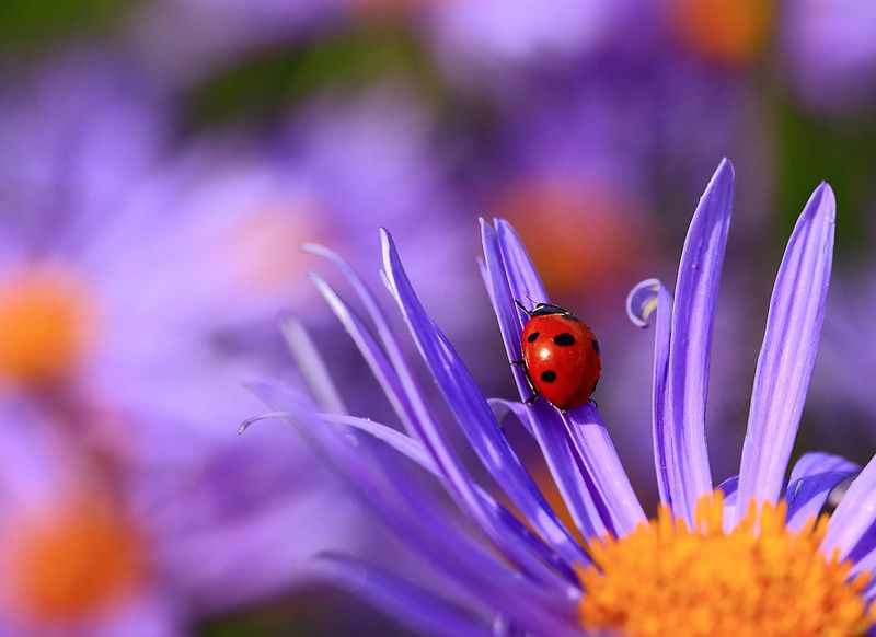 Божья коровка,сиреневая ромашка,лето,солнце,свет,цвет. В море сиреневых ромашек.. фото превью