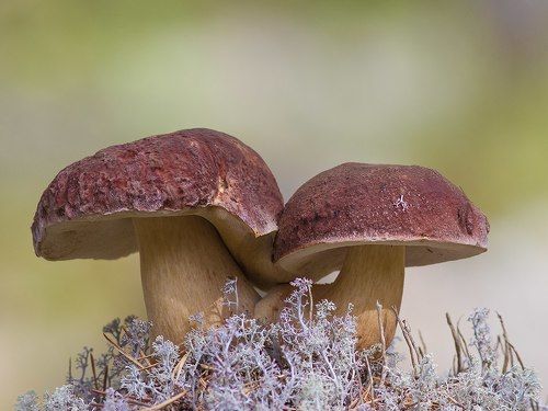 Бе́лый гриб , или борови́к