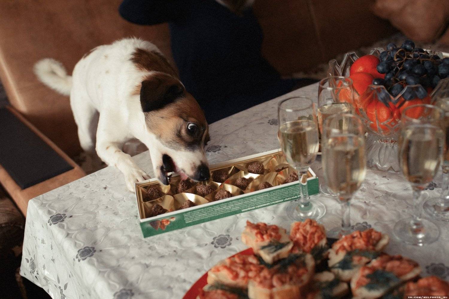 свадьба, собака, утро невесты, воришка, Вадим Миронов