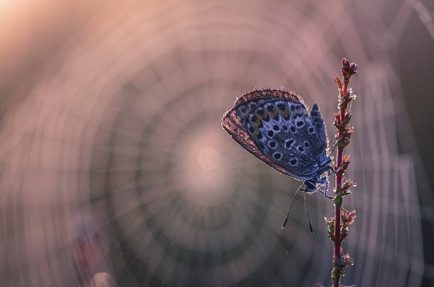 , Вячеслав Мищенко