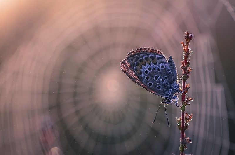 В центре вселенной фото превью