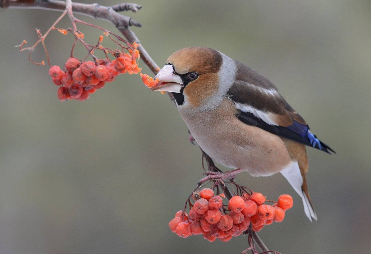 птица,дубонос,рябина,кисть.завтрак, Иван