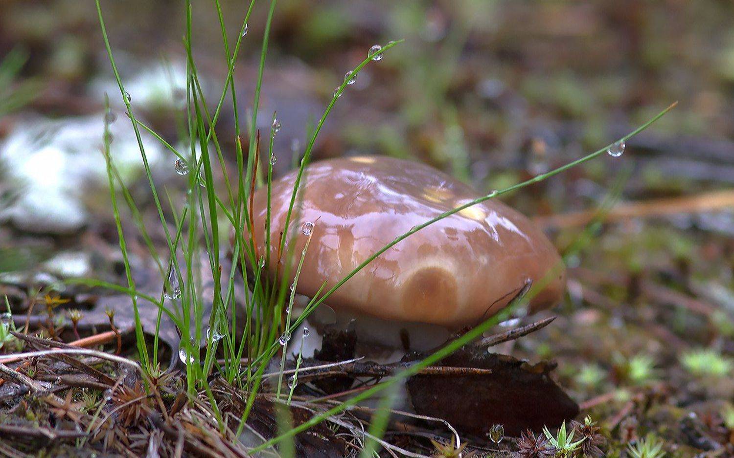 грибы,маслята,север,печора,коми,дары,природа,, Игорь Триер