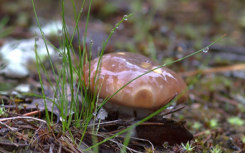 грибы,маслята,север,печора,коми,дары,природа, Грибы маслята фото превью