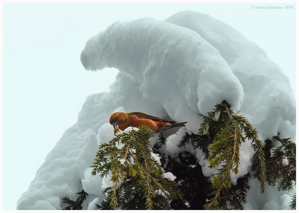 , Валерий Субачев