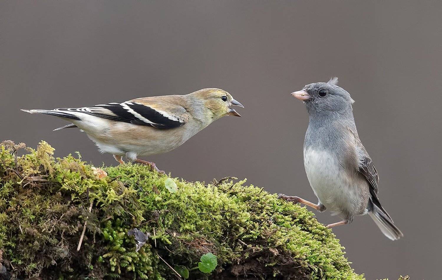 американский чиж, american goldfinch, junco, юнко, чиж, goldfinch,, Elizabeth Etkind
