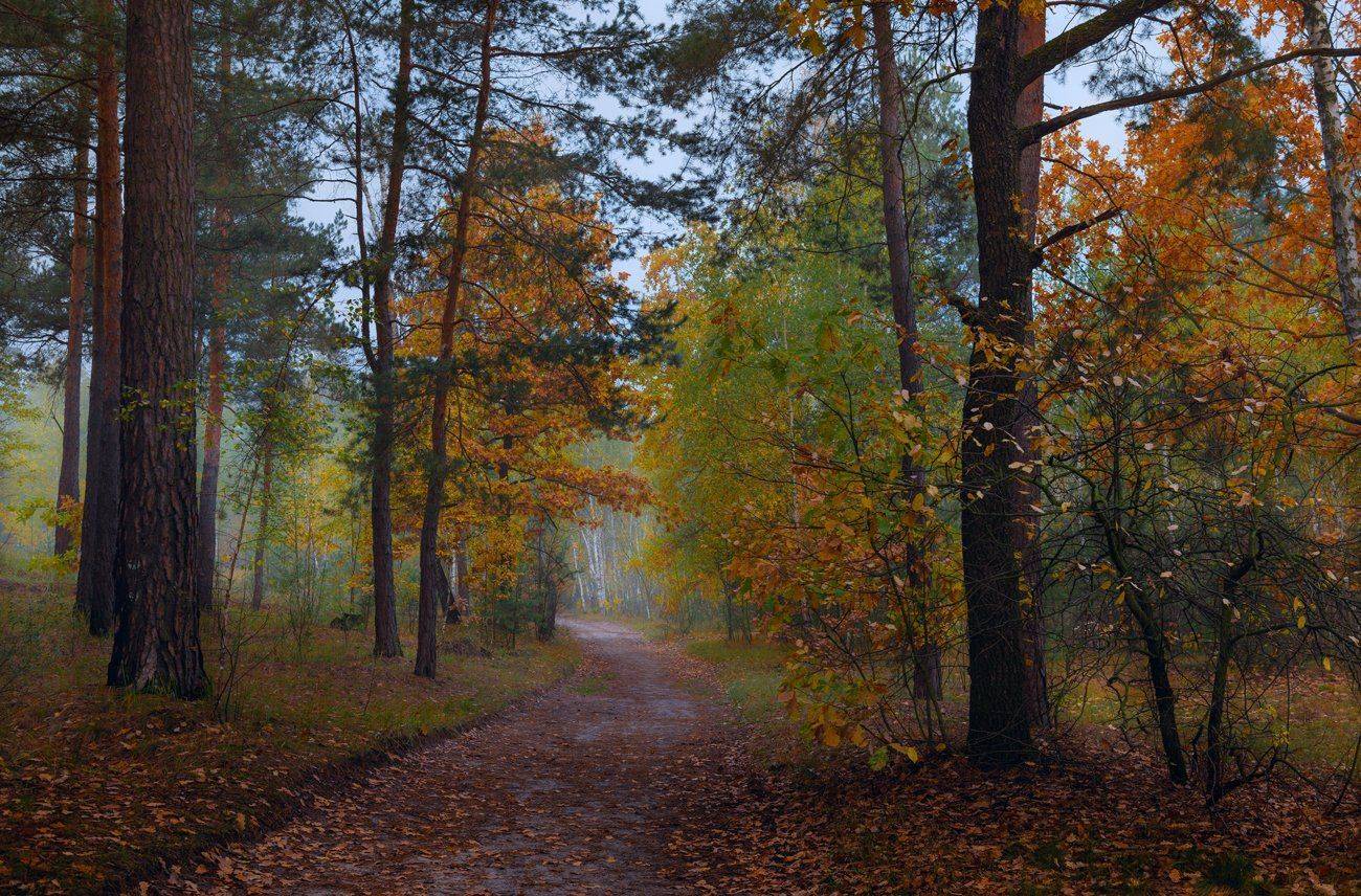 лес, осень, октябрь, сырость, туман, Галанзовская Оксана