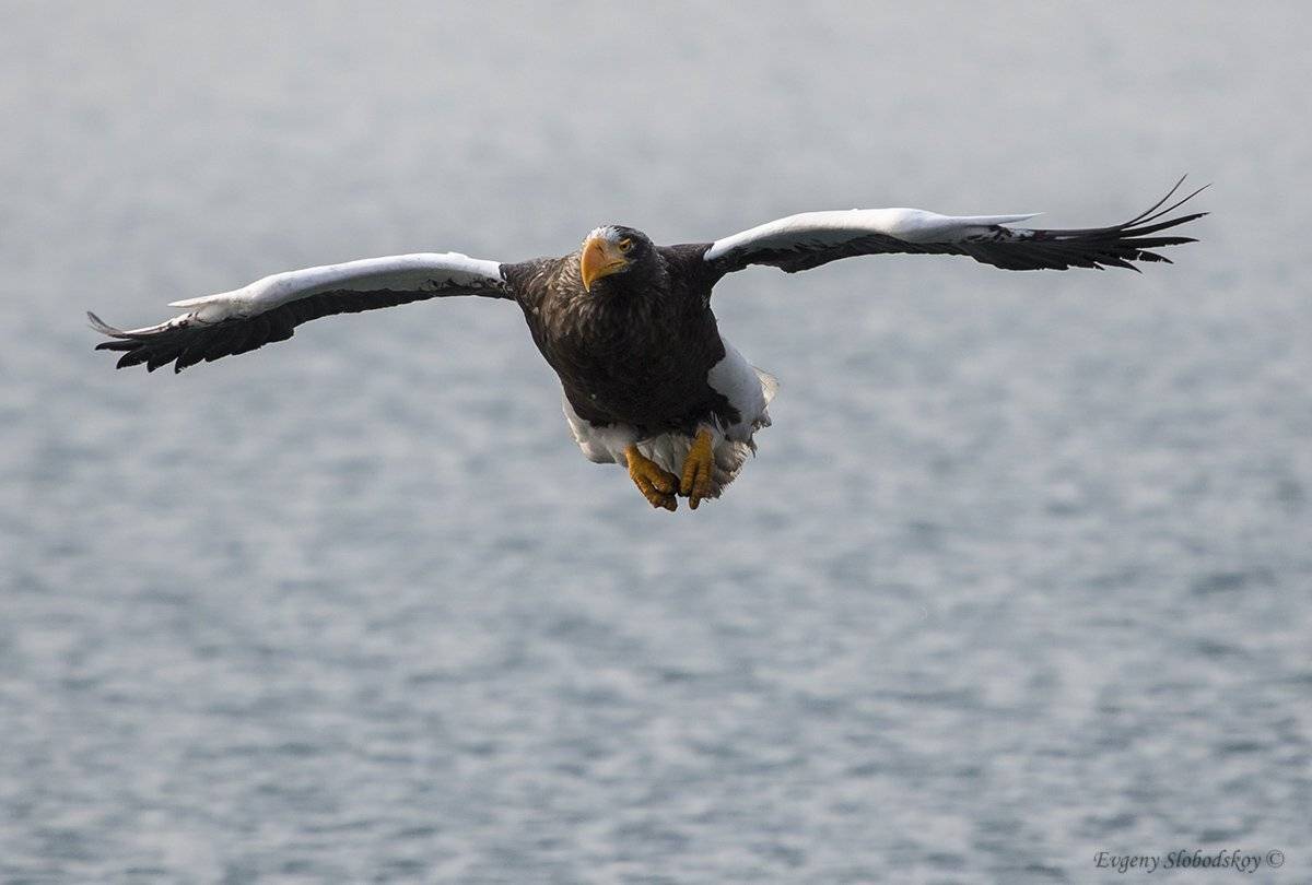 орлан белоплечий владивосток, Евгений Слободской
