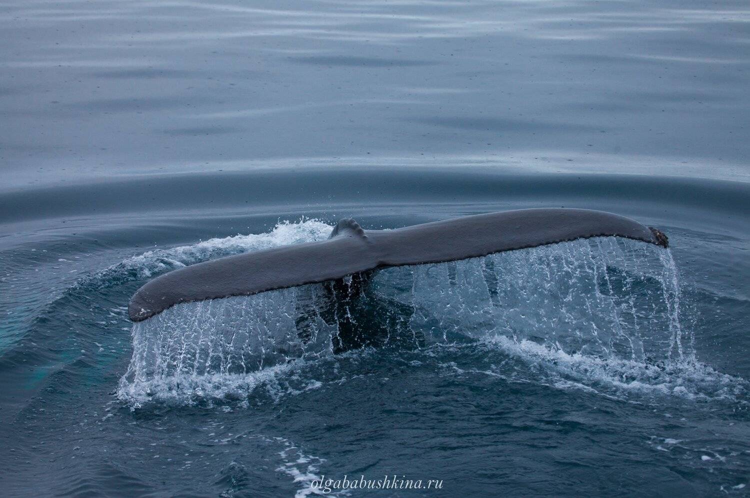 Кит, Ольга Бабушкина