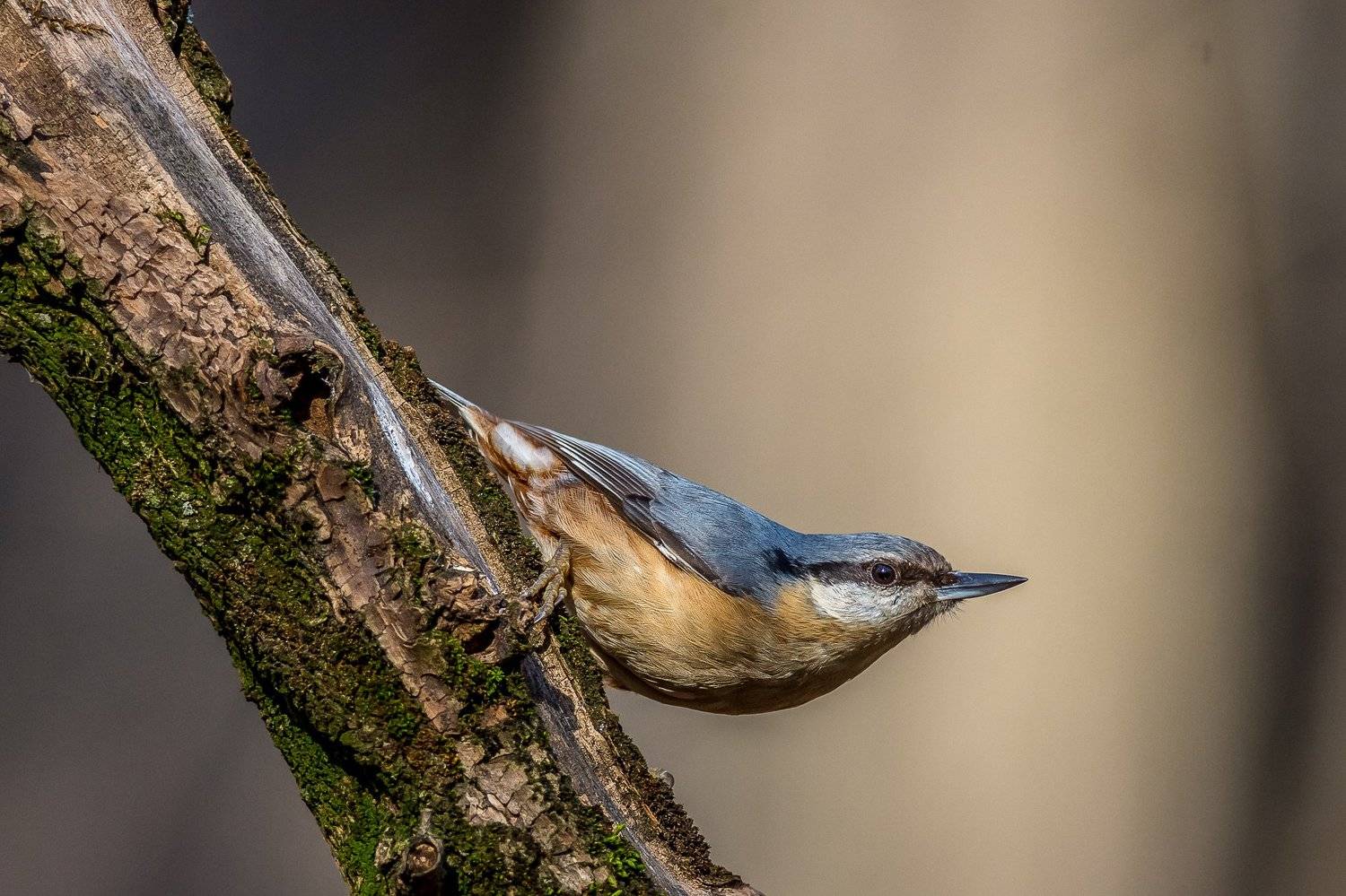 nuthatch,bird,small,wildlife,nature,daylight,forest,beuty,, Nikolay Nikolov