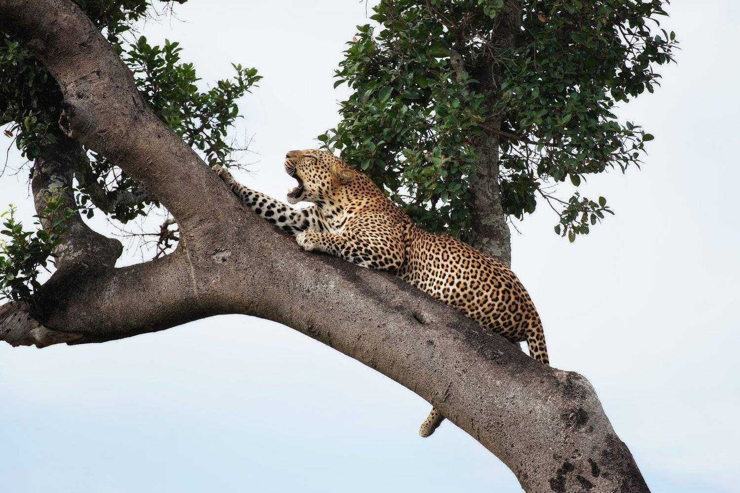 , Михаил Туркеев