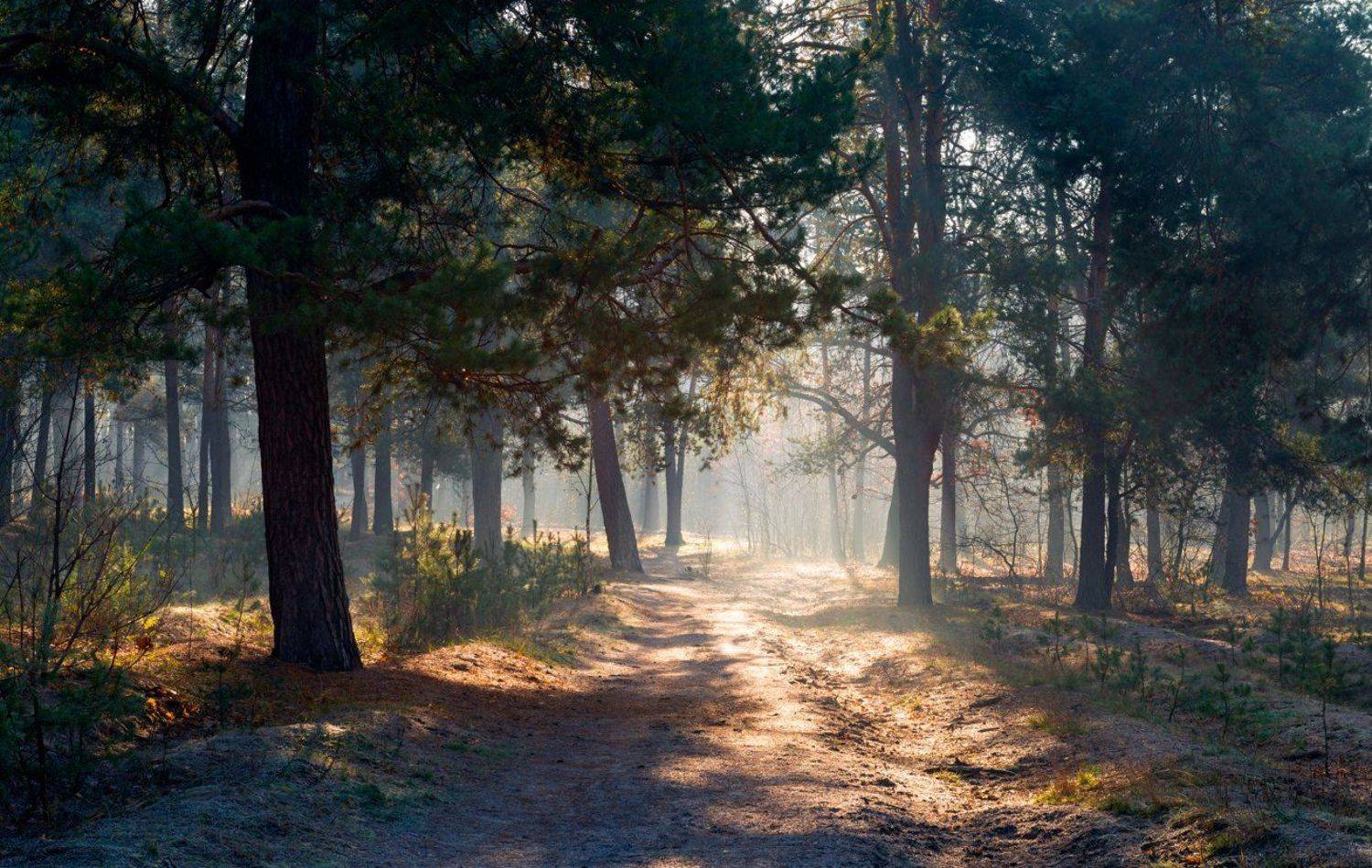 лес, осень, ноябрь, рассвет, солнце, туман, изморозь, Галанзовская Оксана