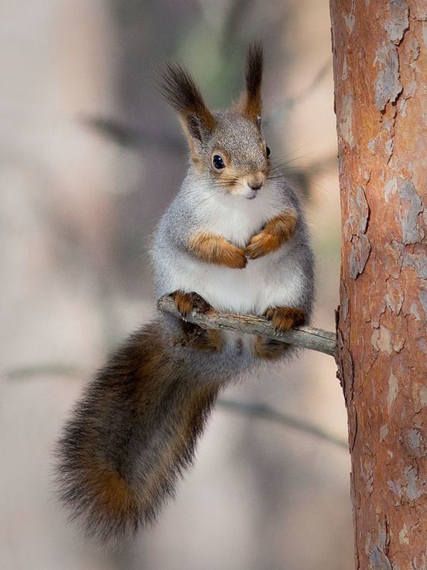 белка,север,печора,коми,живатные,лес,,природа,фауна, protein,north,pechora,komi republic,zhivotnye,forest,,nature,fauna, Про белок фото превью