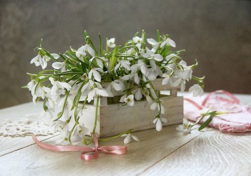 Подснежники
