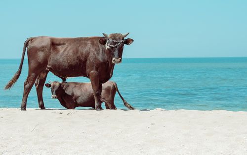 Крымские быки: полуденные процедуры.