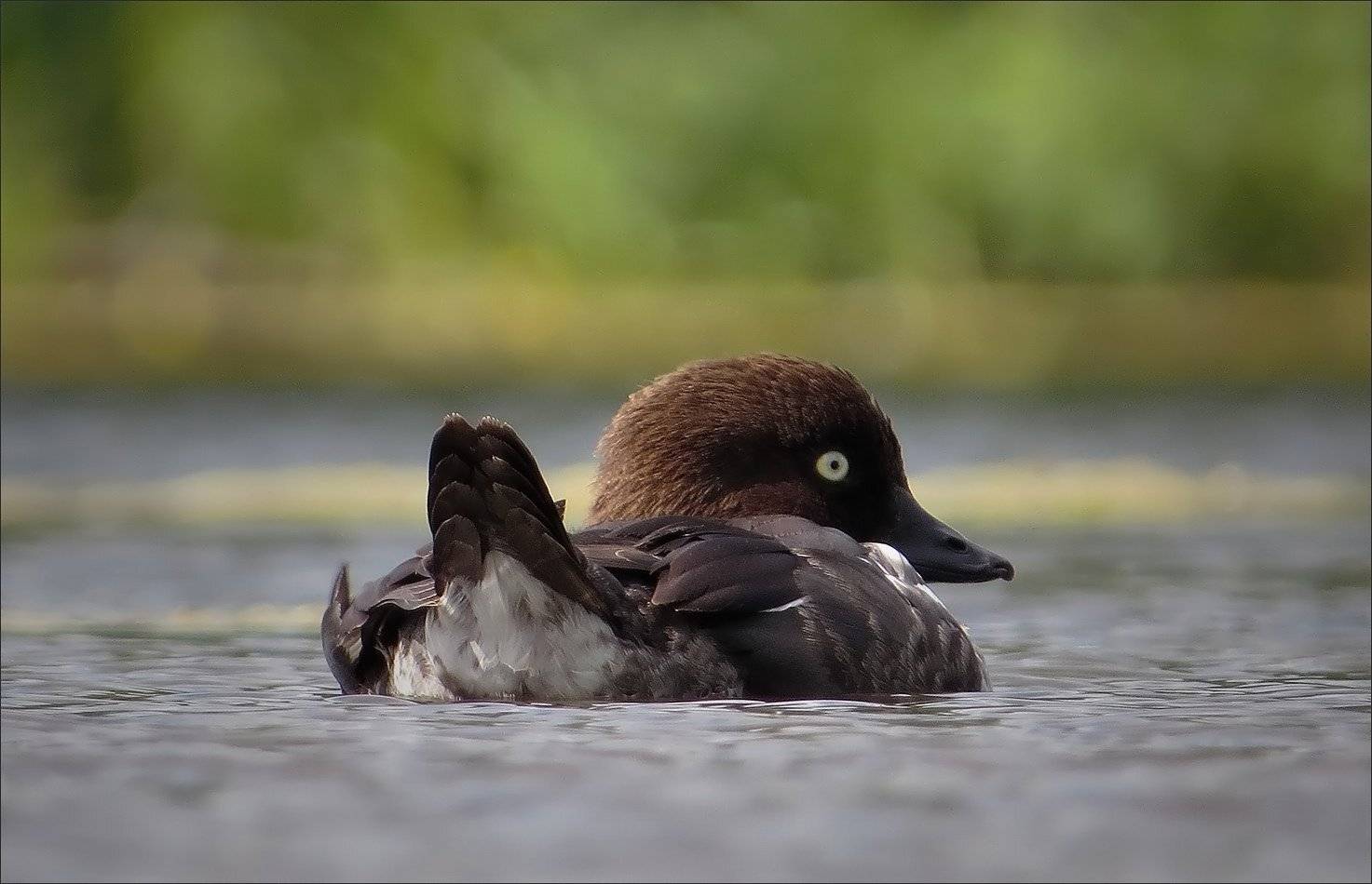 гоголь, самка, Андрей Медведев