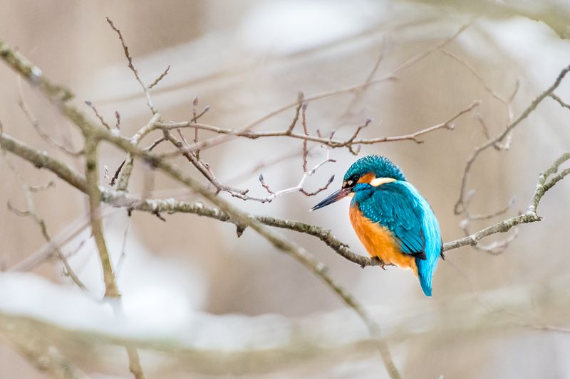 Обыкновенный зимородок (Alcedo atthis). фото превью